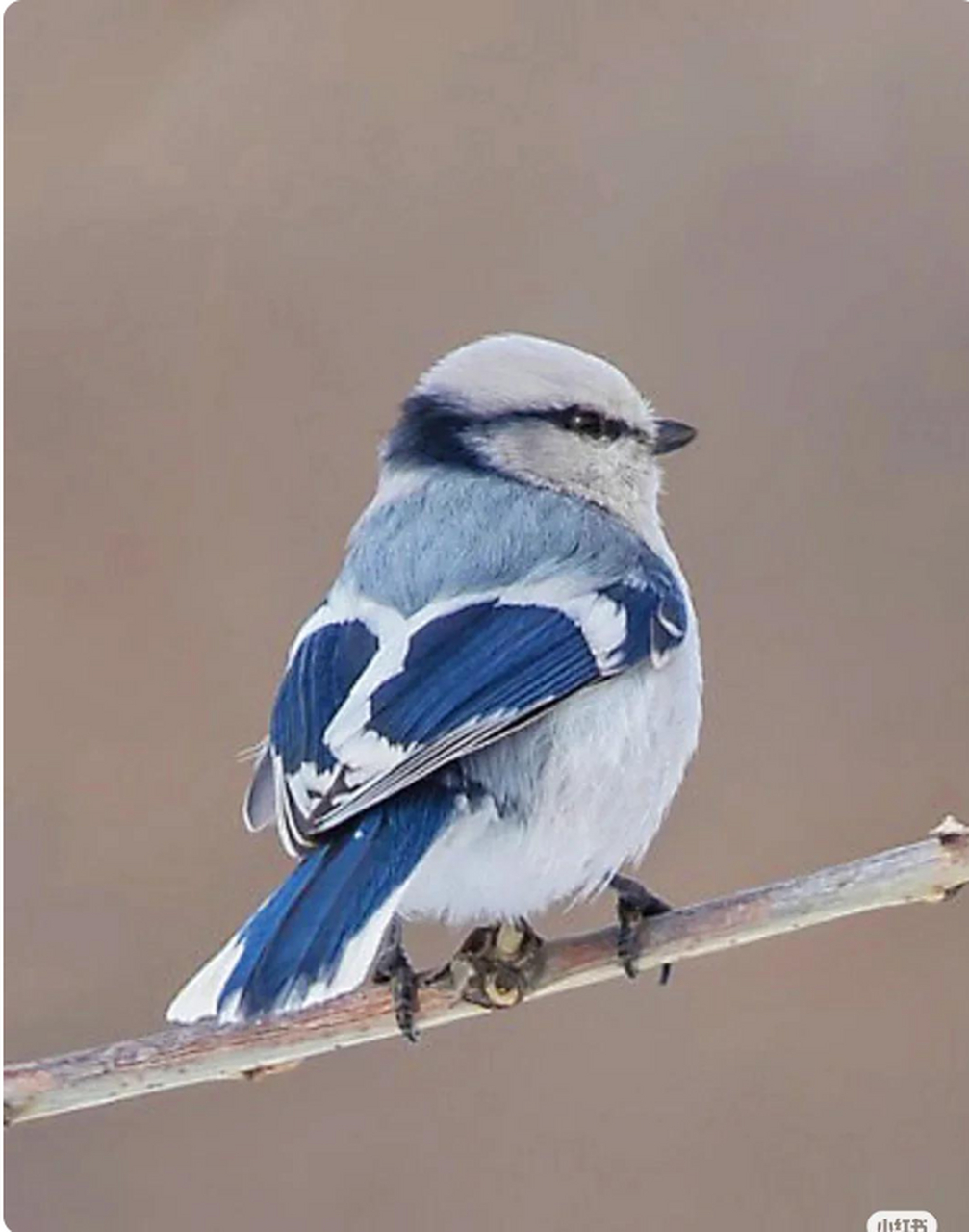 动物世界,灰蓝色的冷艳冰公主鸟