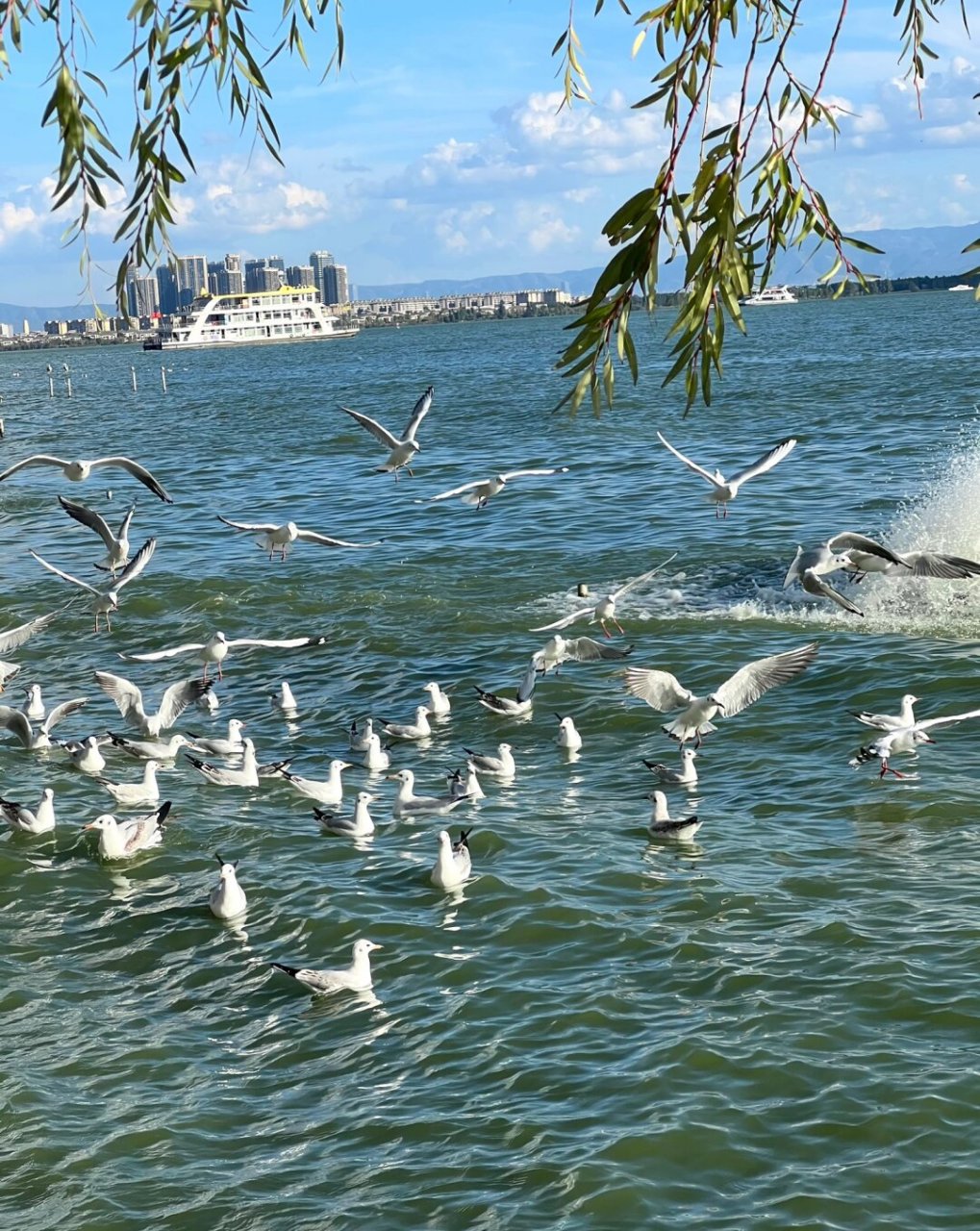 海埂大坝海鸥图片