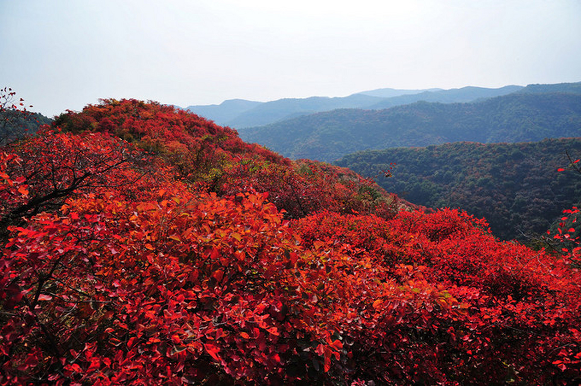 北京香山图片大全图片