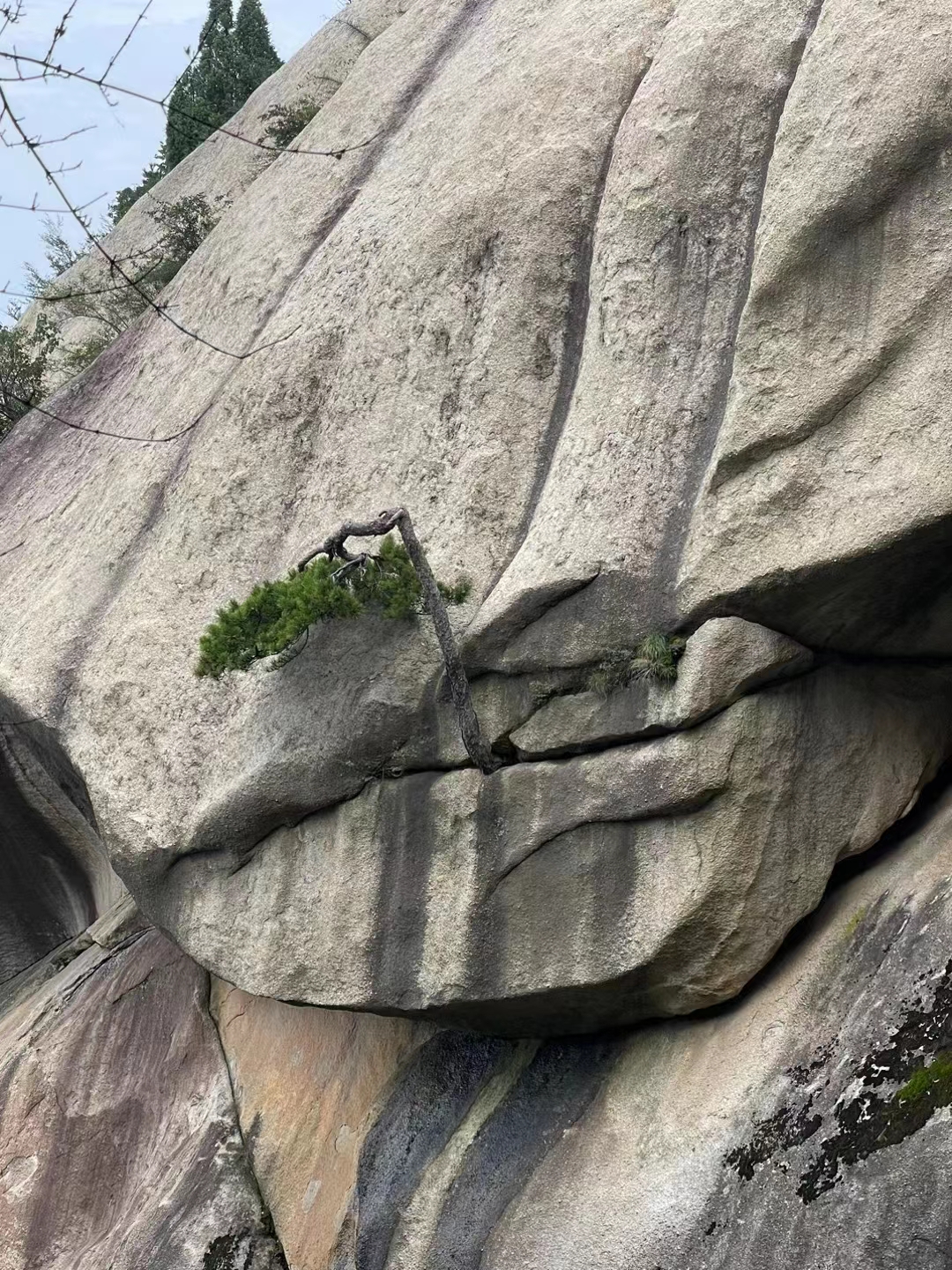 这些小小的松树每天都在拼尽全力生长