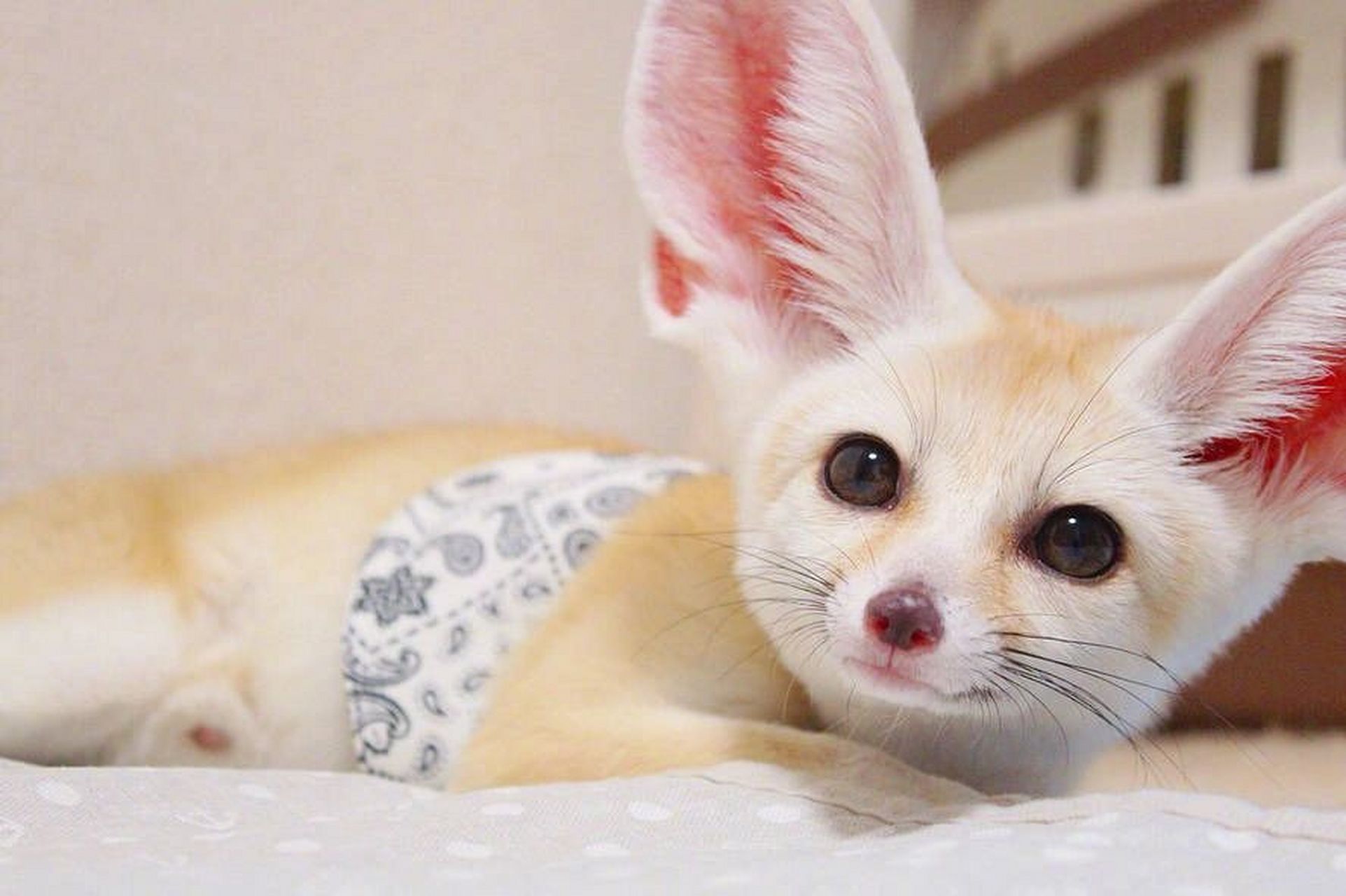 耳廓狐(学名:vulpeszerda) 在《疯狂动物城》里,芬尼克是一个个子小小