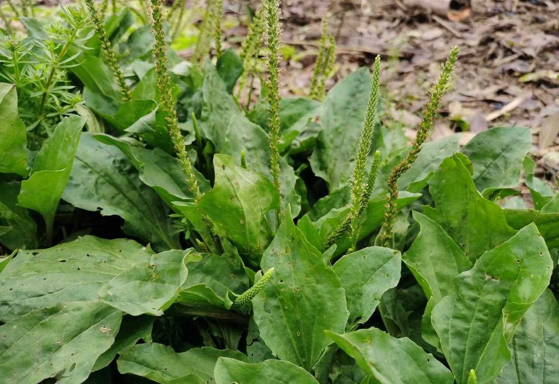 农村随处可见的车前草,我们把它叫"猪耳朵",上世纪八九十年代,每到都