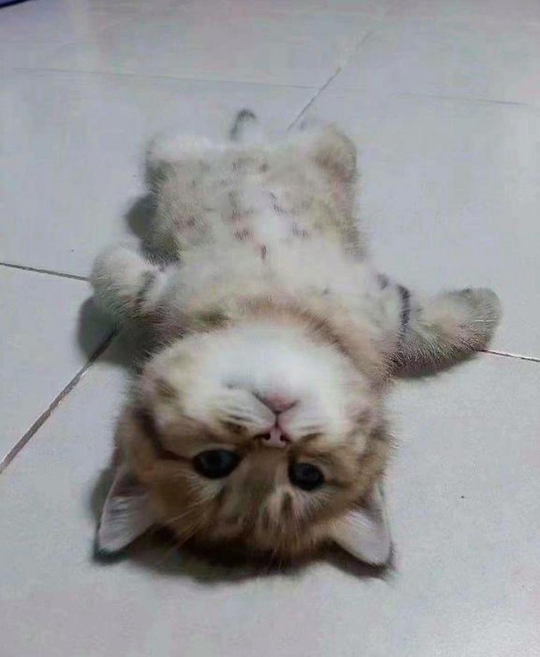 饭盆里放得满满的,猫咪却在躺平了搞"绝食",请问我该怎么办?