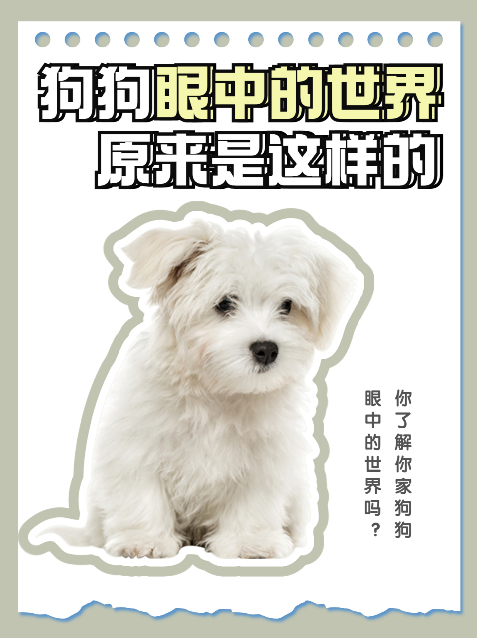 狗狗眼中的世界,到底是怎么样的63#狗狗