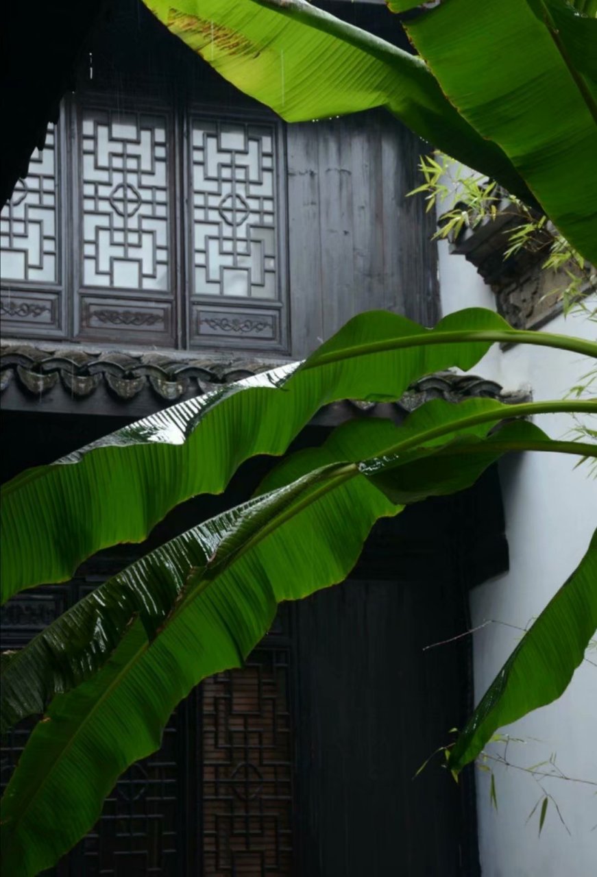 每日打卡# #全民读诗词#  咏芭蕉 清 郑燮 芭蕉叶叶为多情,一叶彩舒