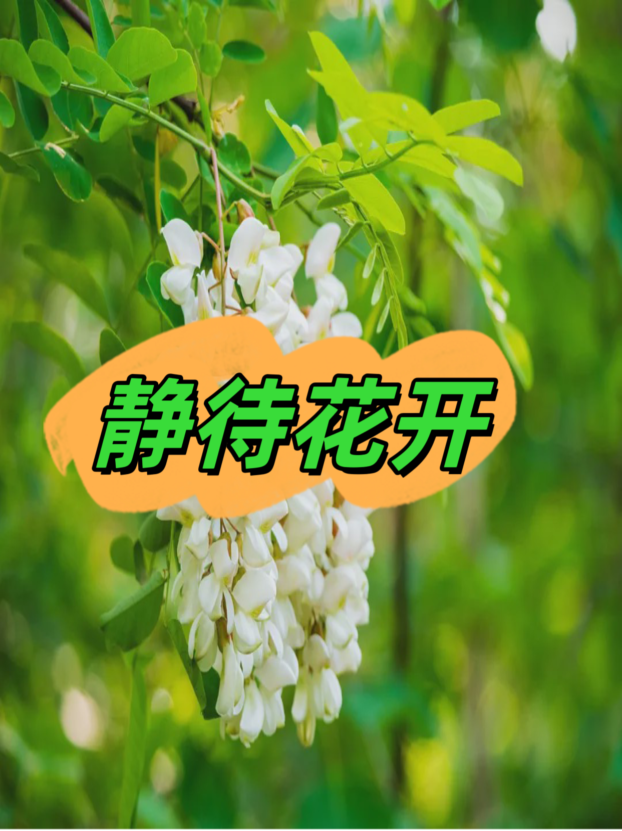 静待花开 我家门前有一棵槐花树,每年四月中旬,槐花盛开,满树洁白