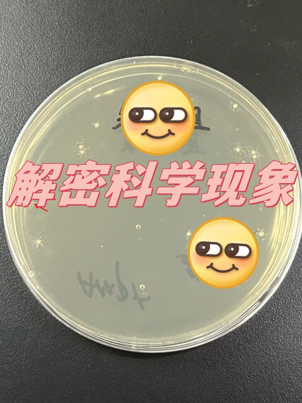 解密科学现象:质粒转化过程中出现卫星菌落的原因与解决方案  氨苄