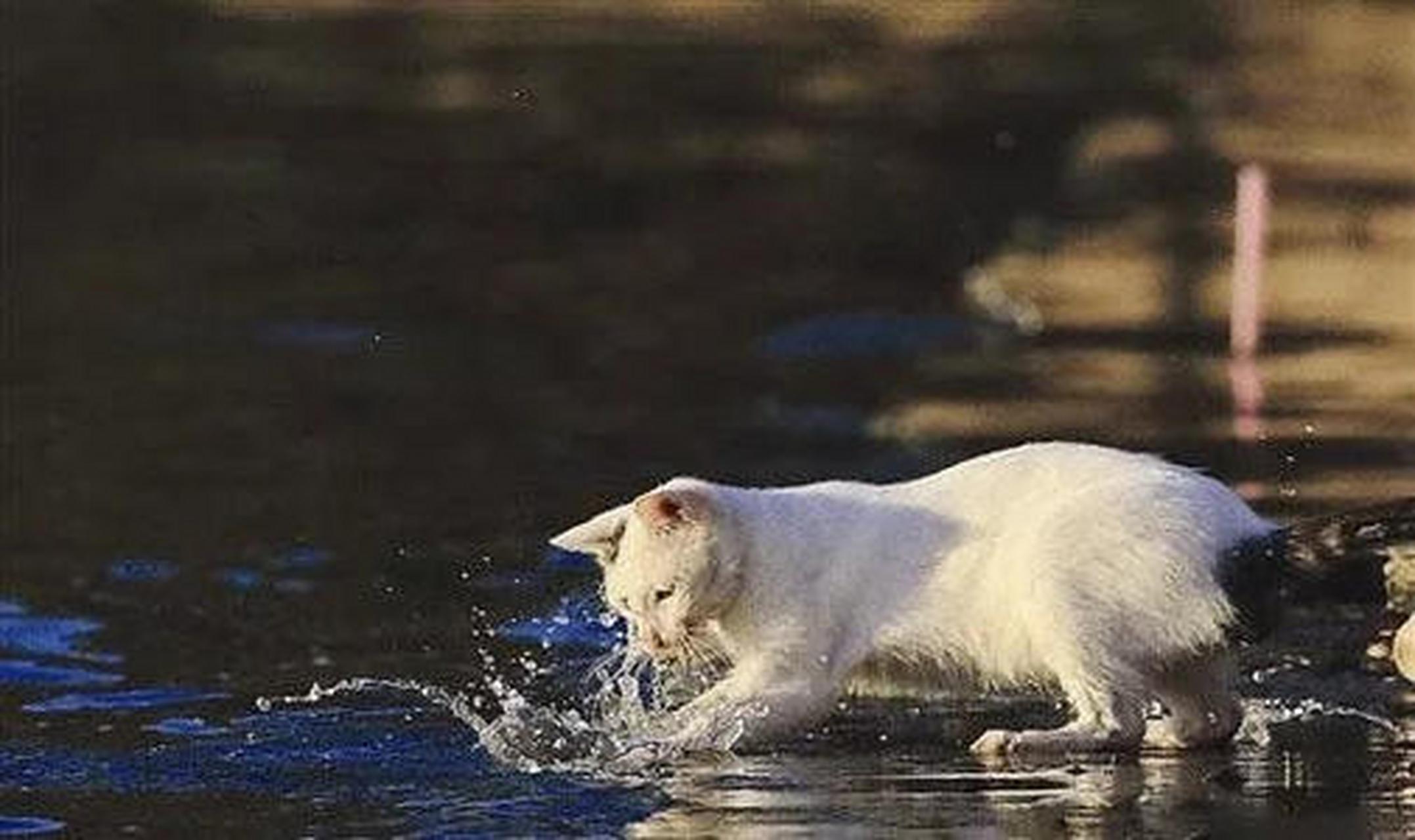 夏日生活图鉴# 印度弗列加特岛:在海边捕鱼的猫咪:弗列加特岛因有10