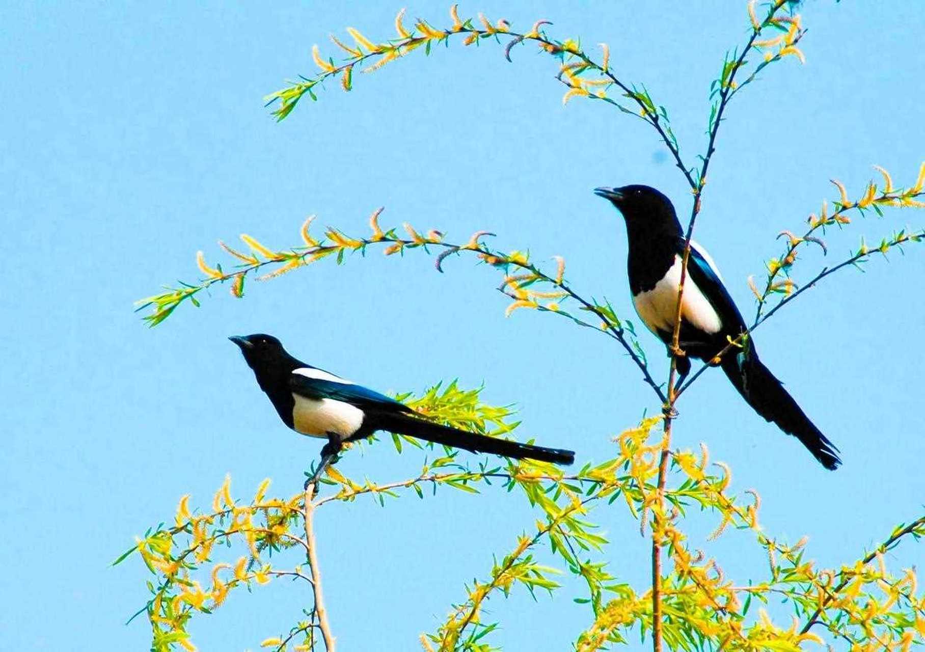友友们,有没有听见过一群喜鹊叫呀?