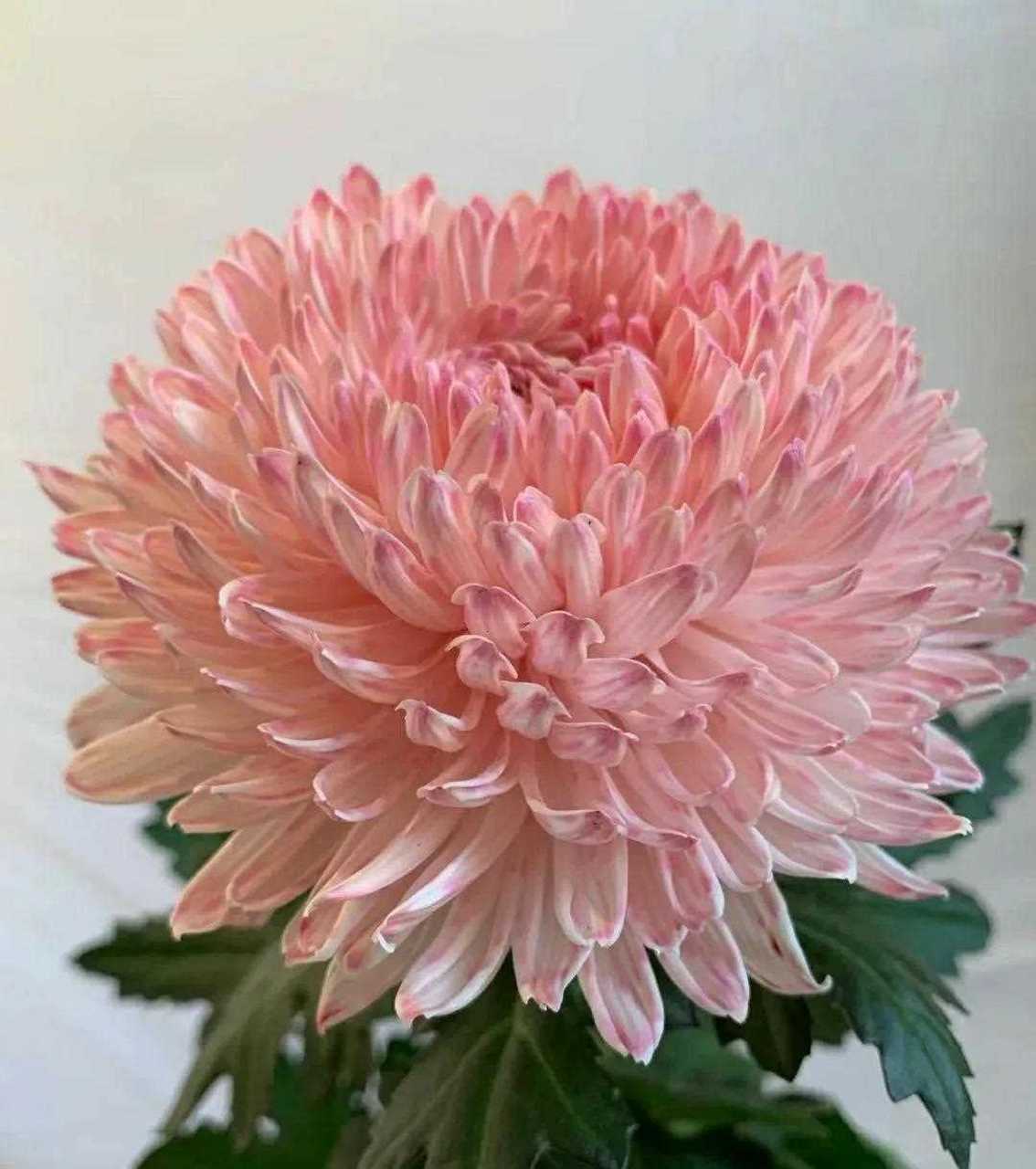 它的花语和牡丹也很相似,寓意着圆满,浓情,雍华富贵.