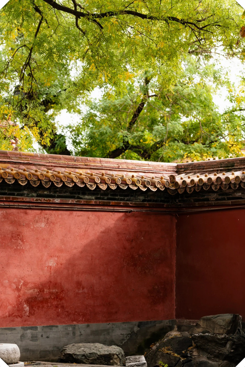 11月4日现状,故宫银杏下周将黄6015附路线图  11月4日,故宫内的