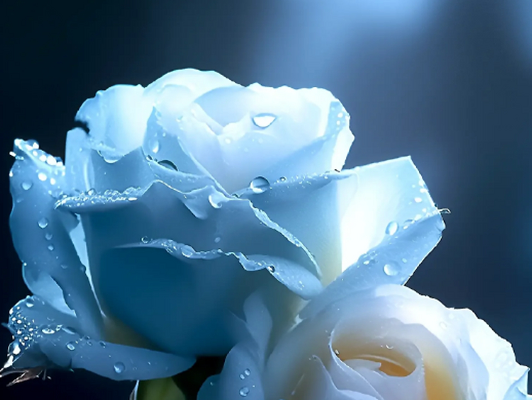 有一种玫瑰叫碎冰蓝,它有一个很浪漫的花语:我送你的希望是星辰和大海