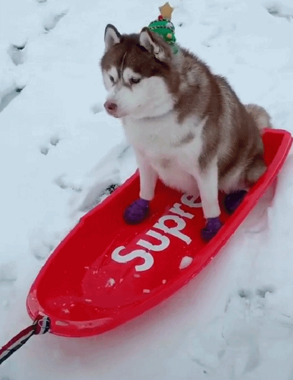 搞笑gif动图:搞笑第三张风疾雪狂,咱们滑雪去!