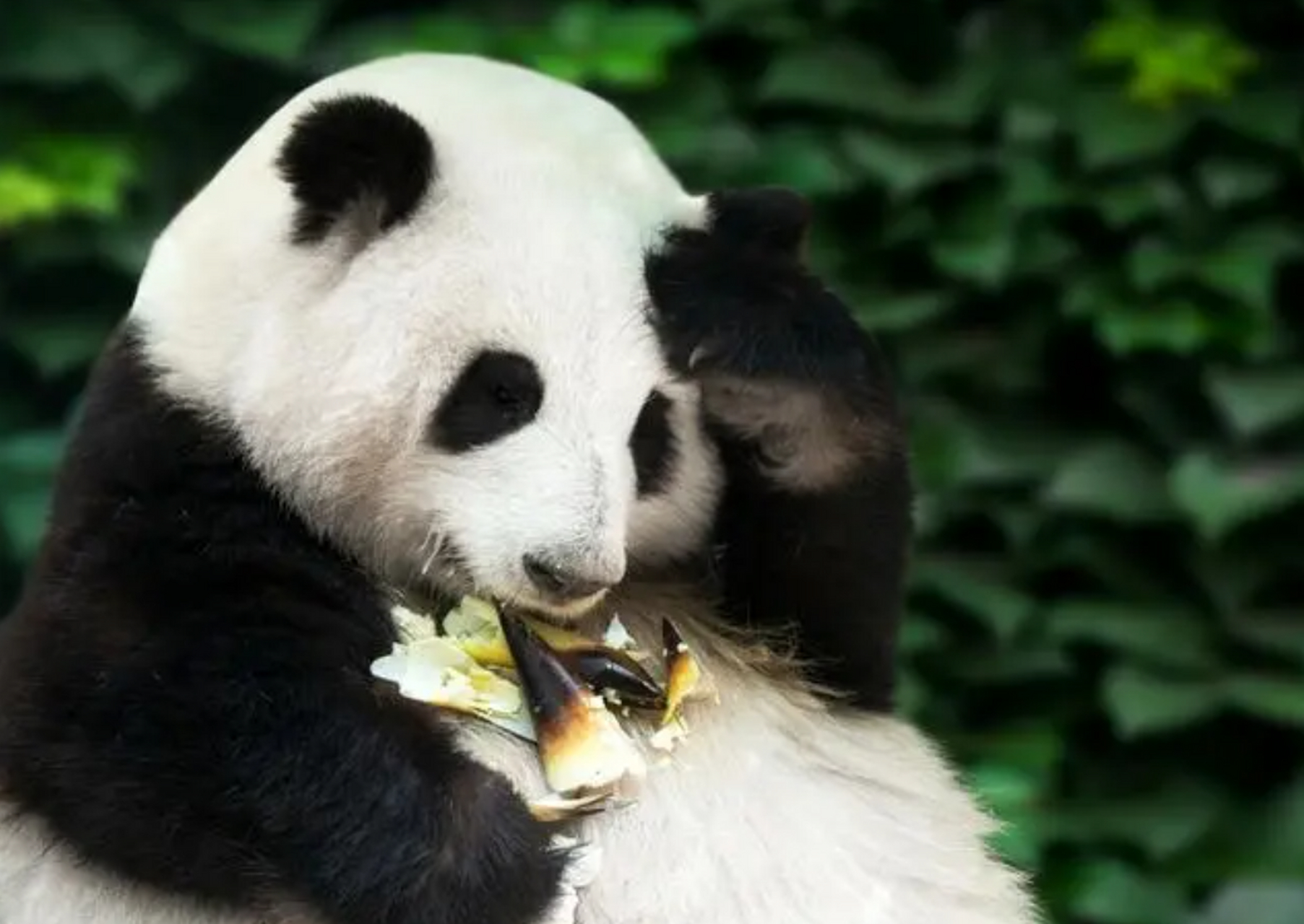 网红大熊猫花花,以其圆滚滚的身材和呆萌可爱的表情,吸引了无数粉丝的