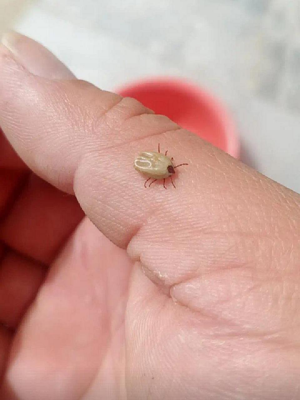 这是什么虫子,有认识的吗?