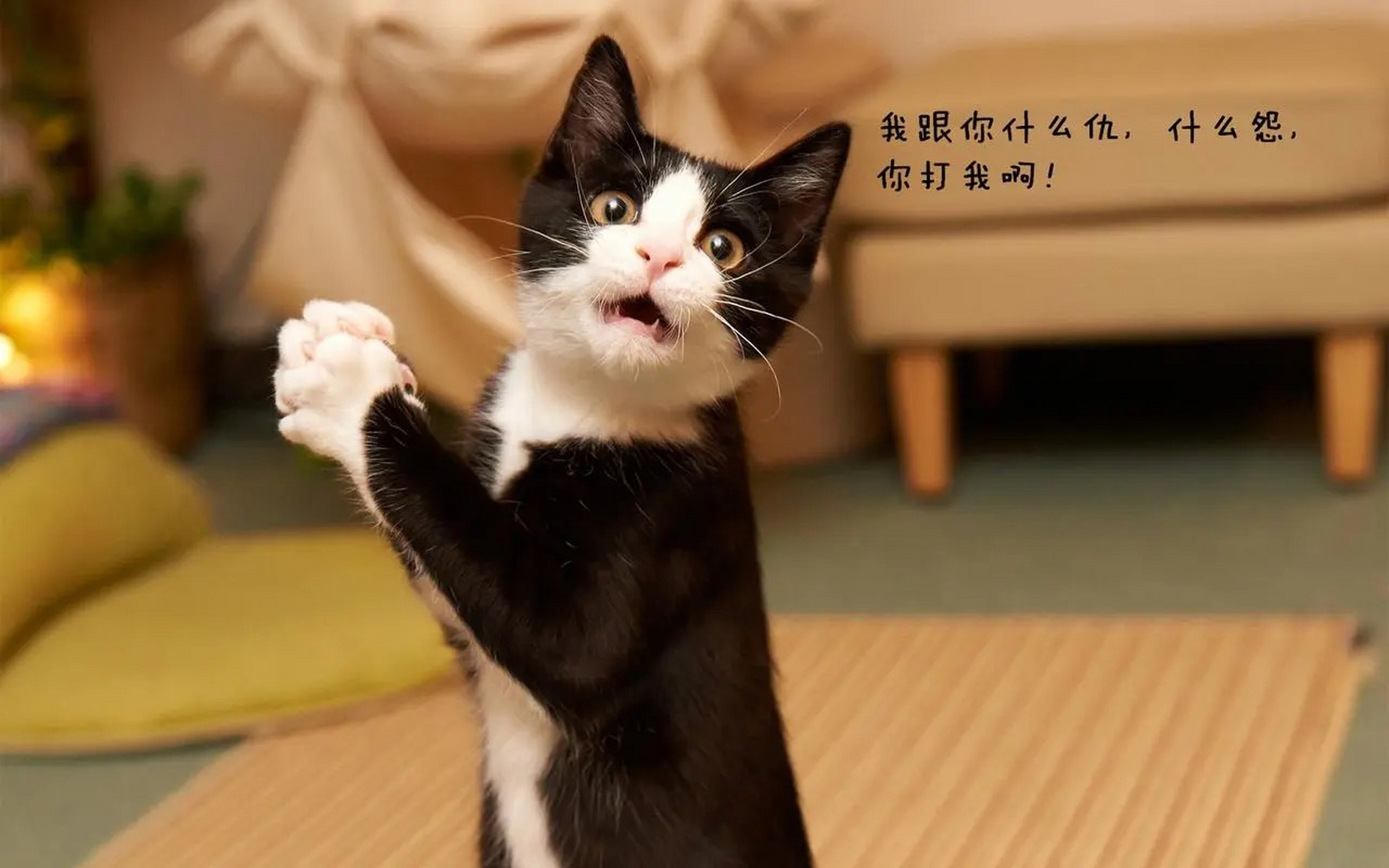 默默的看着你表演!