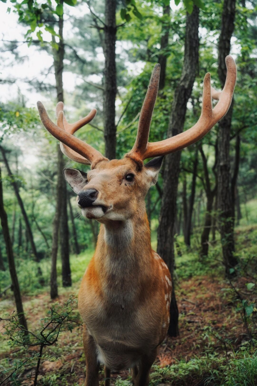 大连真的绝了,满山溜达的野生梅花鹿,也太可爱了吧,和emoji的鹿一模