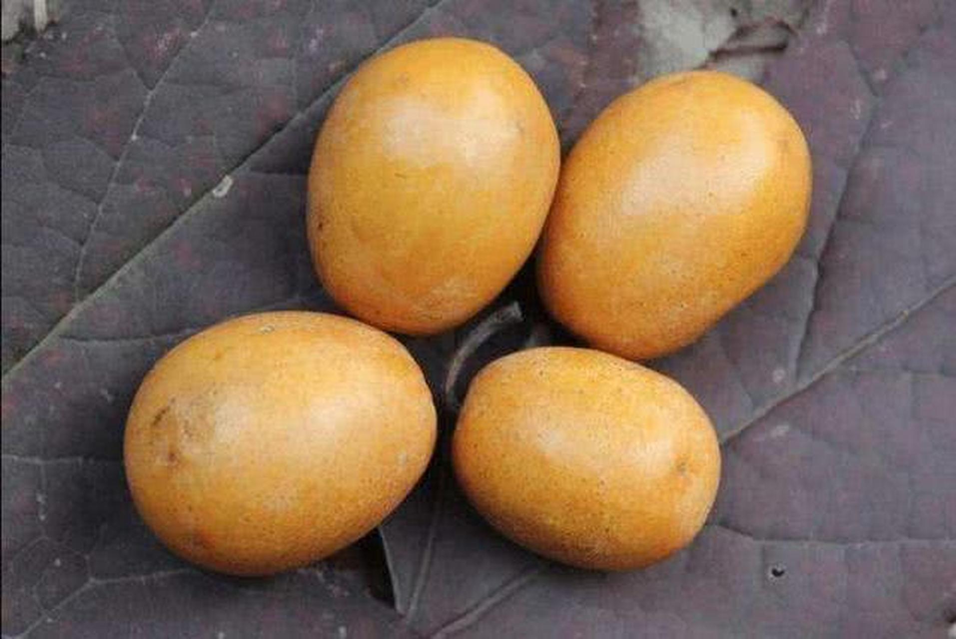 酸枣,我们乡下叫"嘎子果",味道就一个字"酸",青色的一想到都会流口水