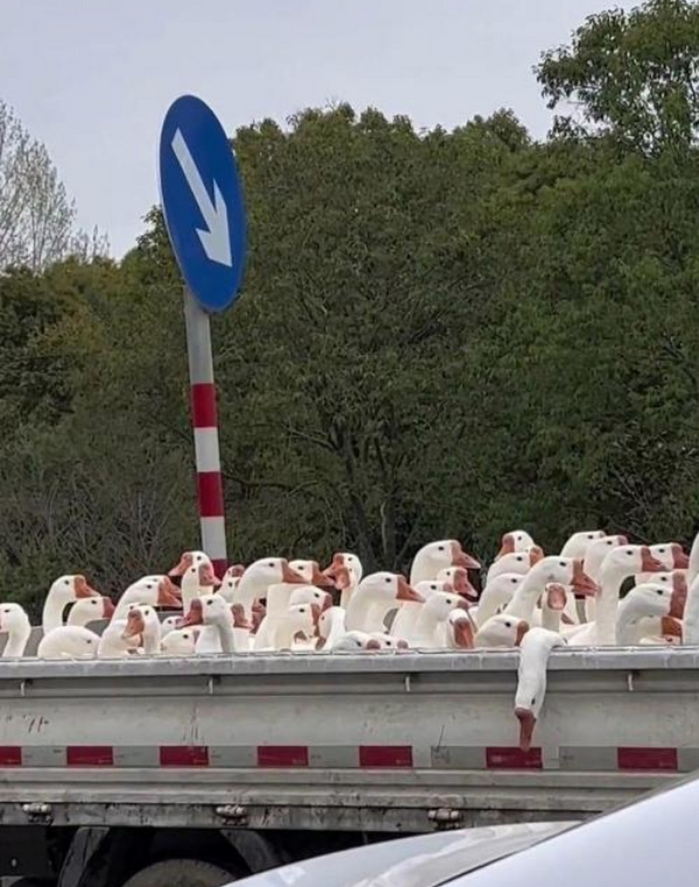 偶遇一批进京赶"烤"的鸭子,祝你们好运啊!