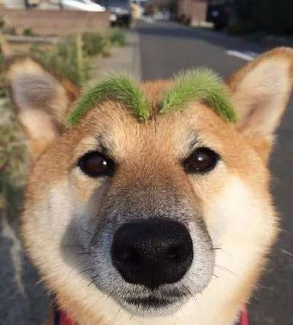 给你们感受下什么叫浓眉大眼#搞笑图片