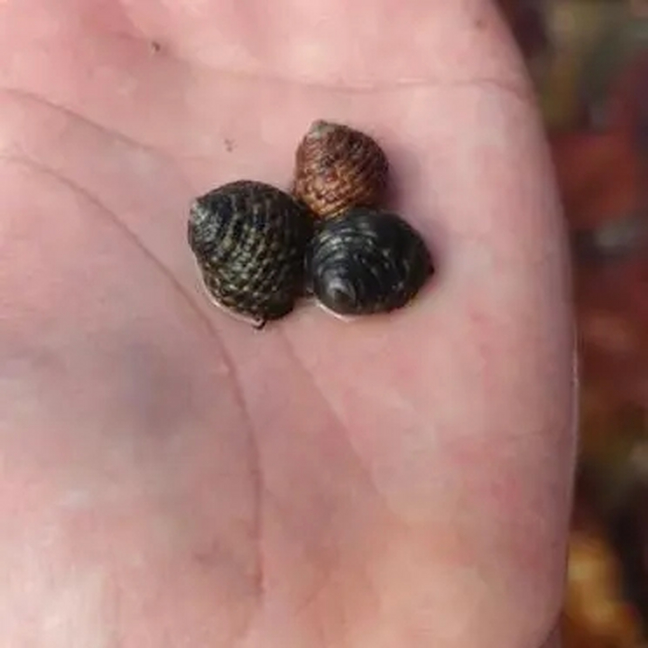 在海边捡的,很多,这些螺叫什么螺? 能不能吃啊