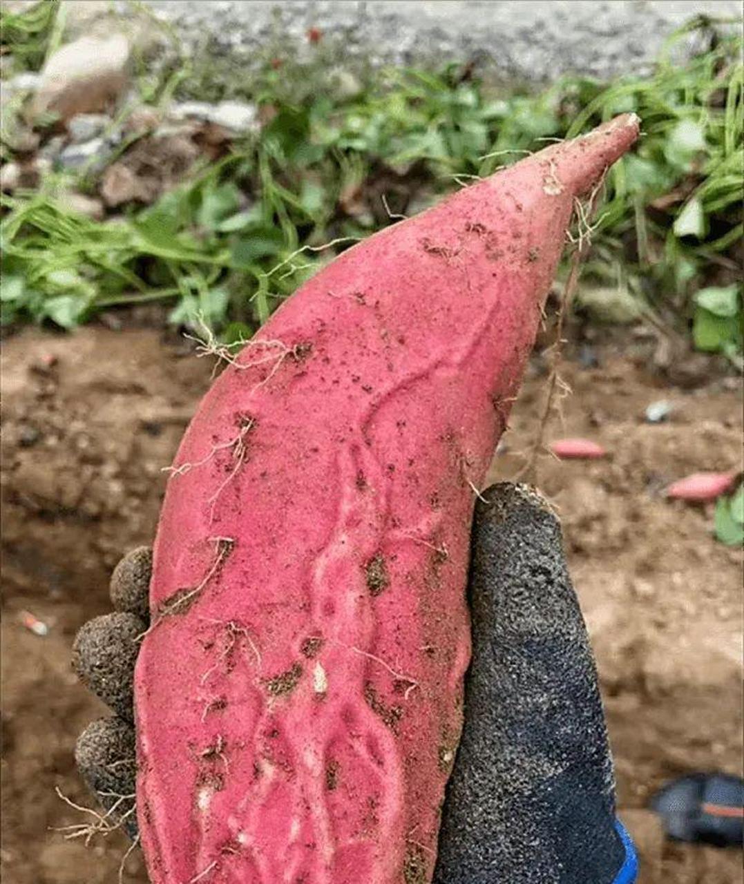 网友:红薯什么品种,为什么长的那么暴躁?