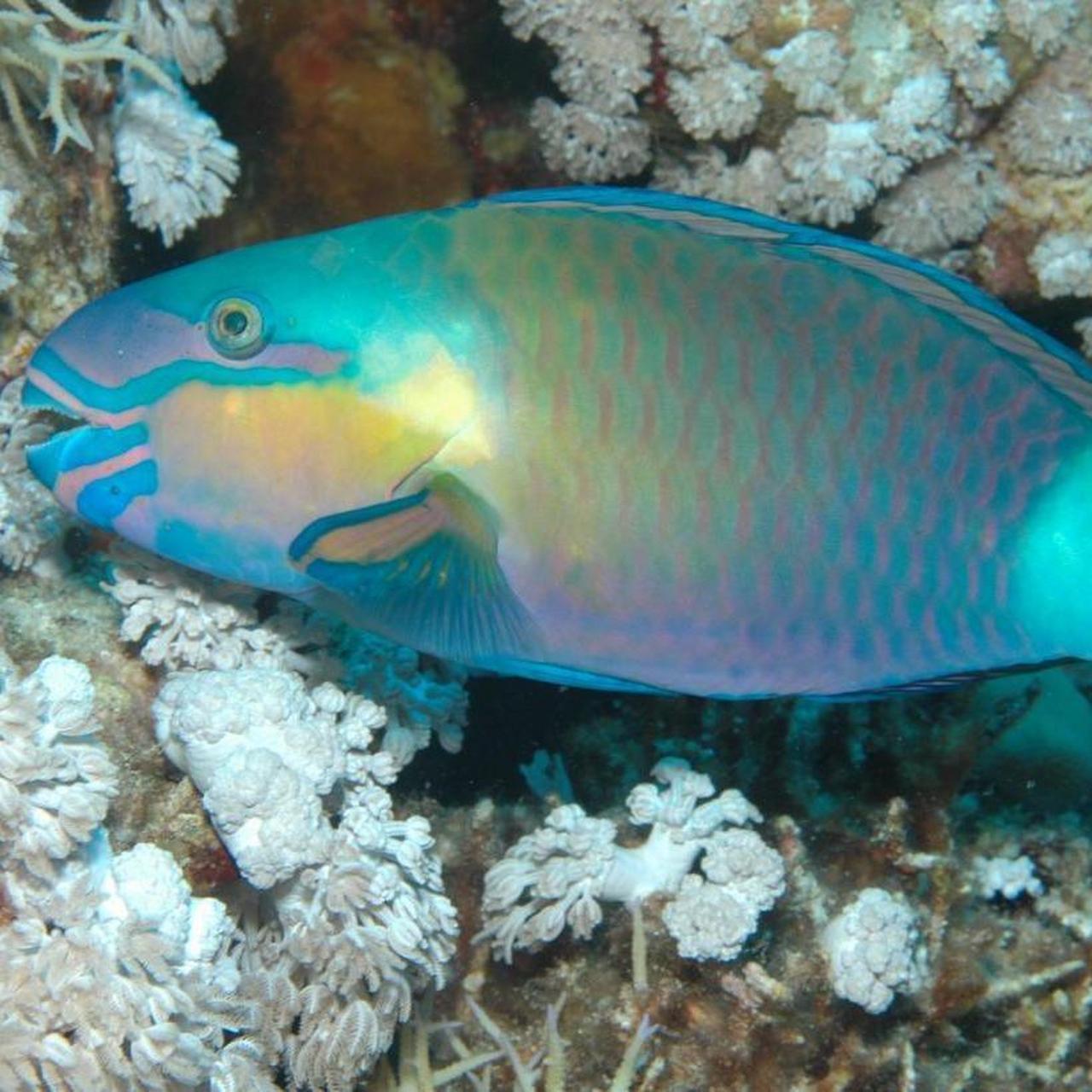 你知道一鱼难求的青衣鱼怎么分辨吗?