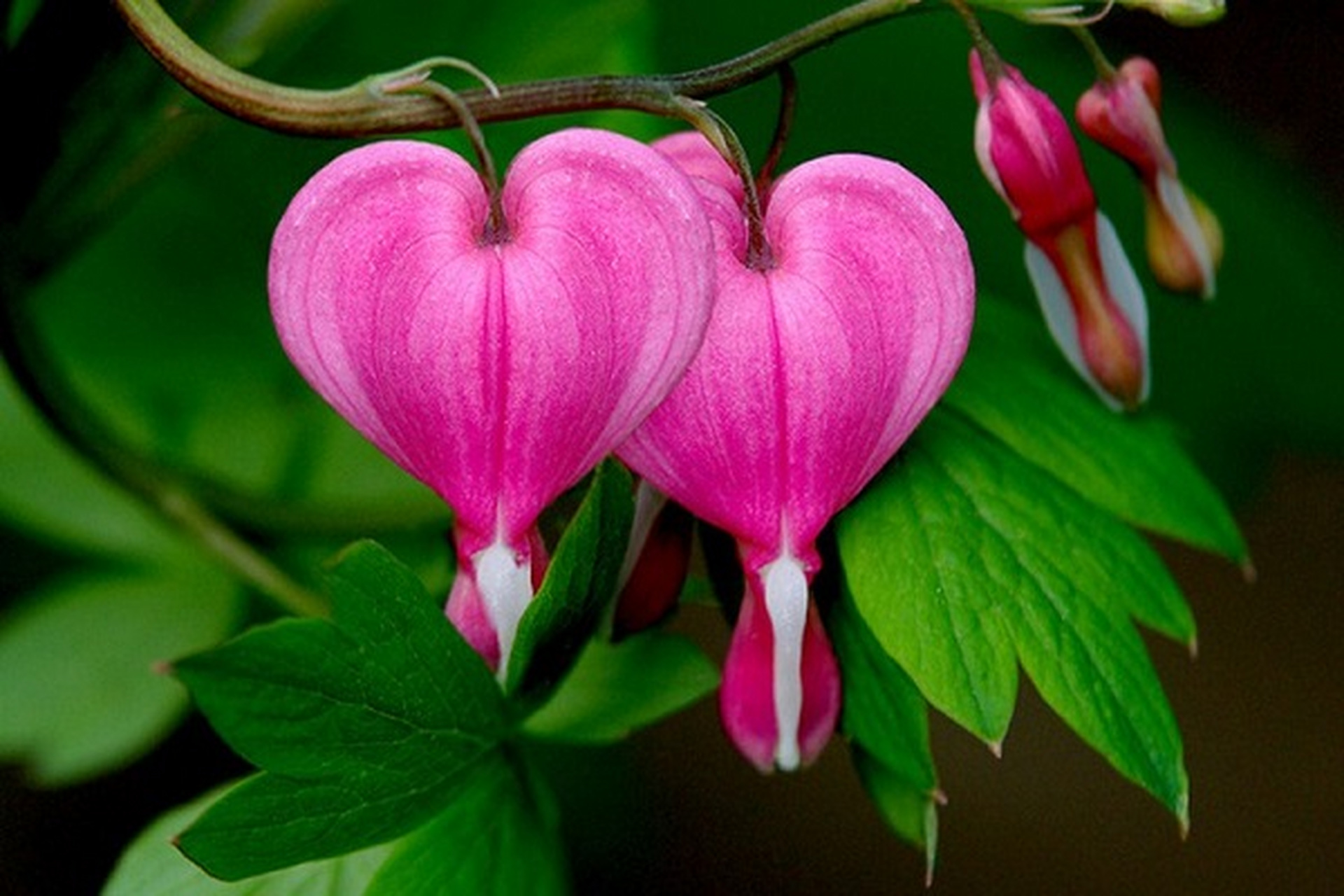 荷包牡丹花养殖方法和技巧?