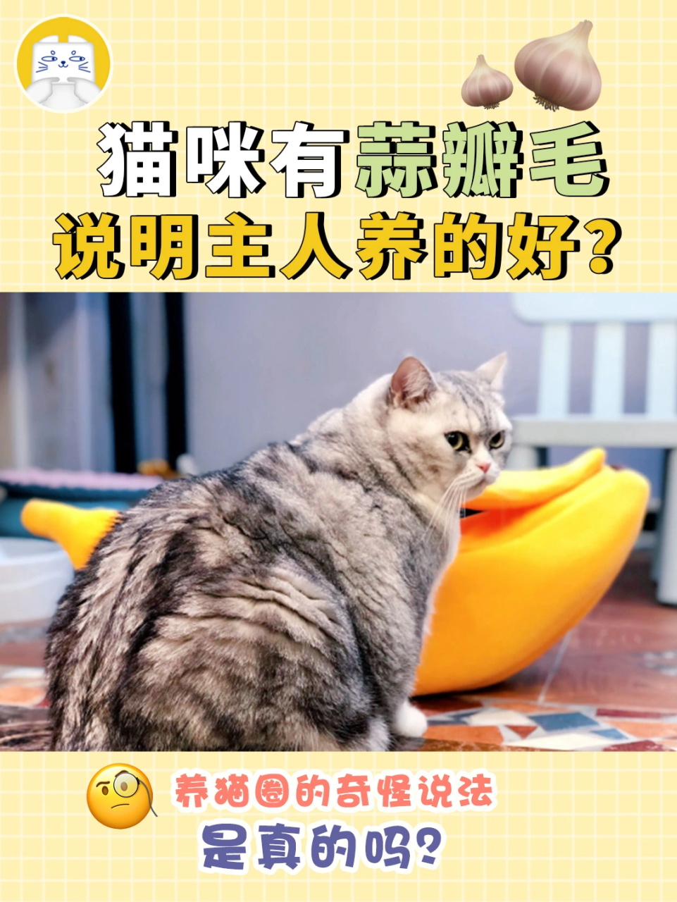 猫咪蒜瓣绒图片