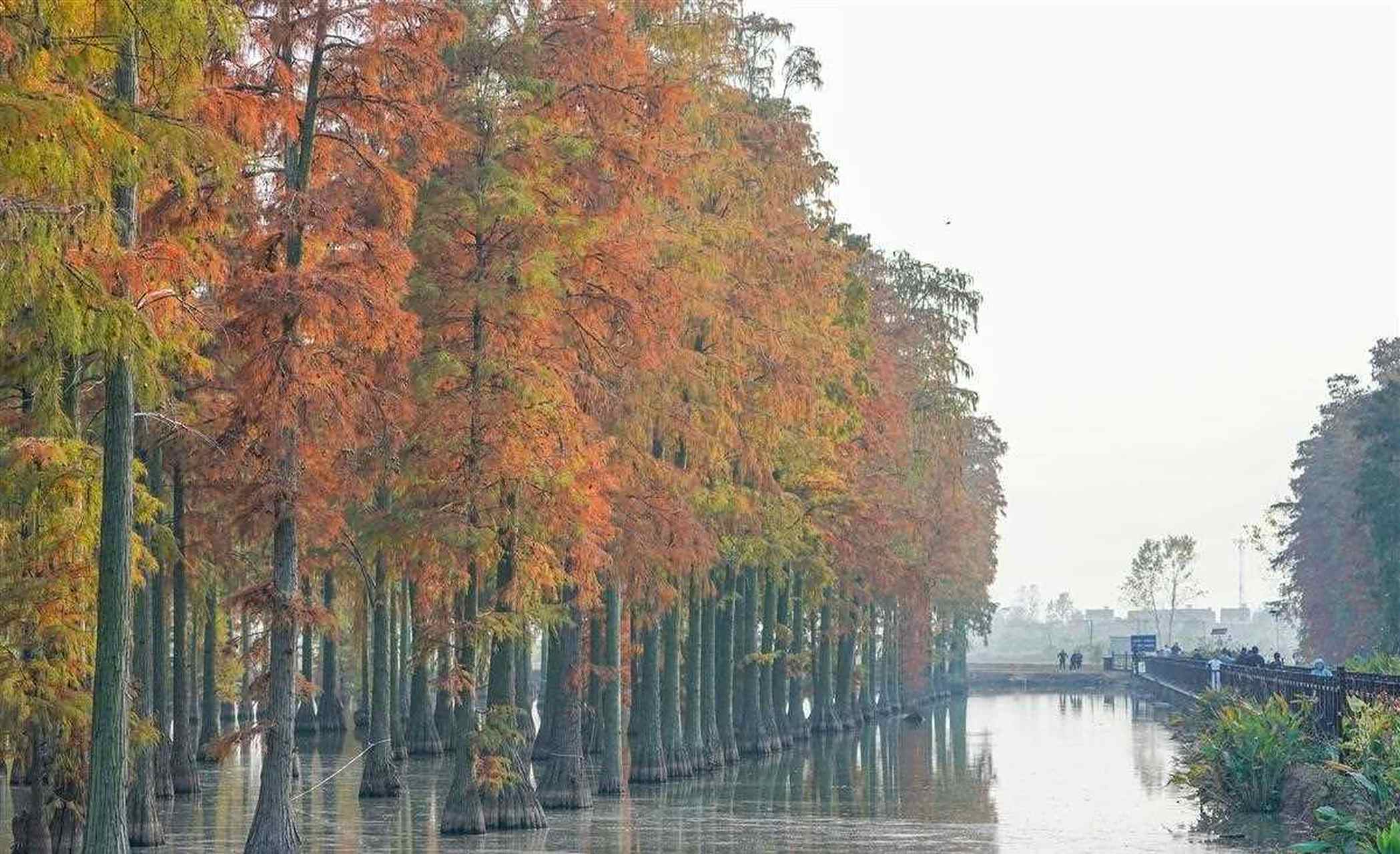 池杉树(池杉树图片)