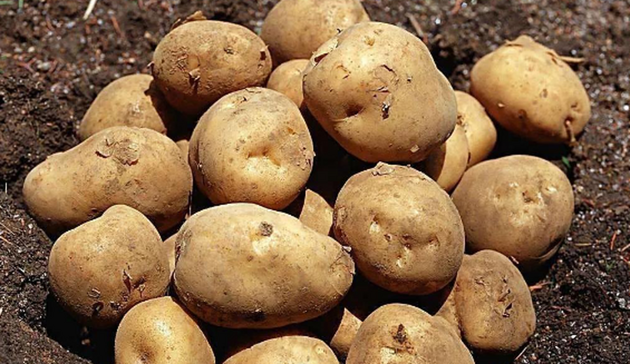 刚发芽的土豆还能吃吗?为什么?  发了芽的土豆是不能食用的,发芽处有