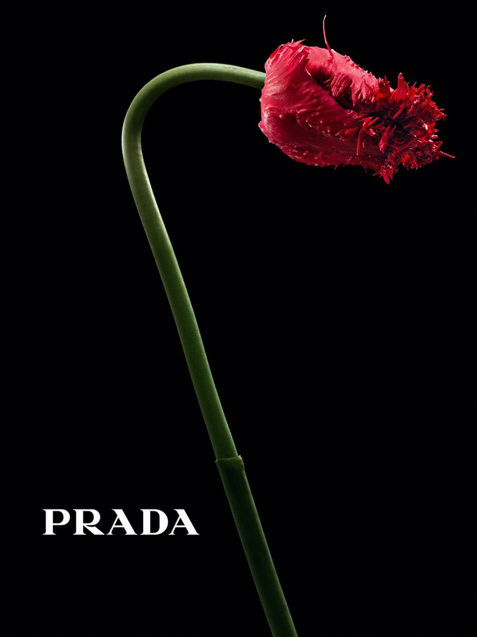 prada 2023秋冬广告大片里的花,极美.