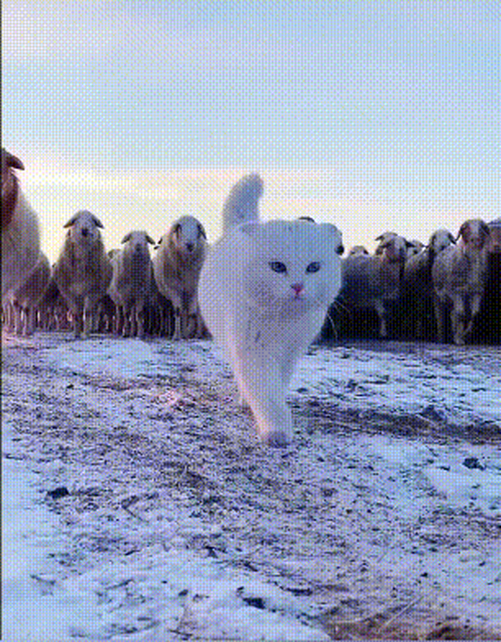 牧羊猫图片