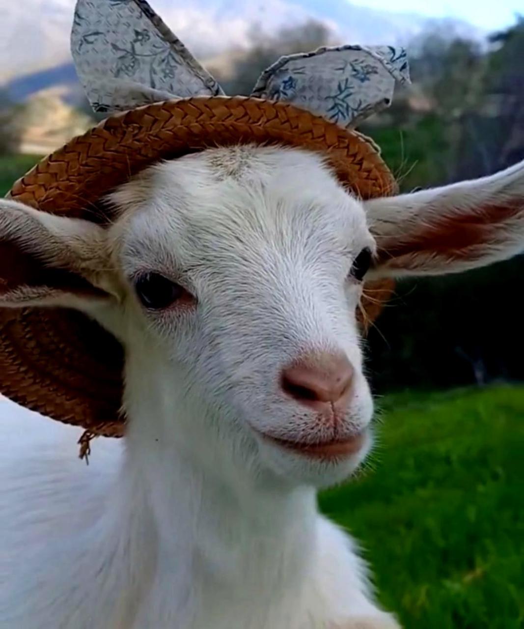 这只小羊长得真可爱,有着典型的"羊相".