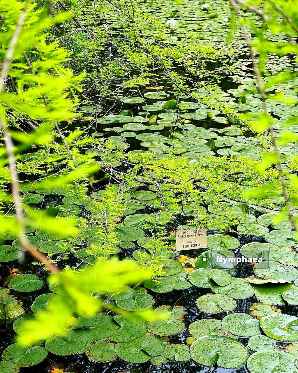 闯入我生活的新奇植物[话题]# @生活薯 @薯队长 	 每个月植物园队有
