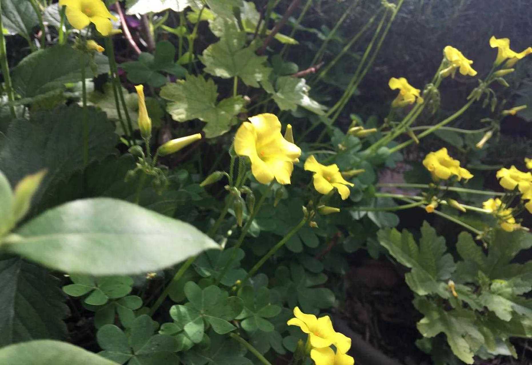 阳台上花盆里的一些黄麻子酢浆草,还在不知疲倦的开花,其他的酢浆草