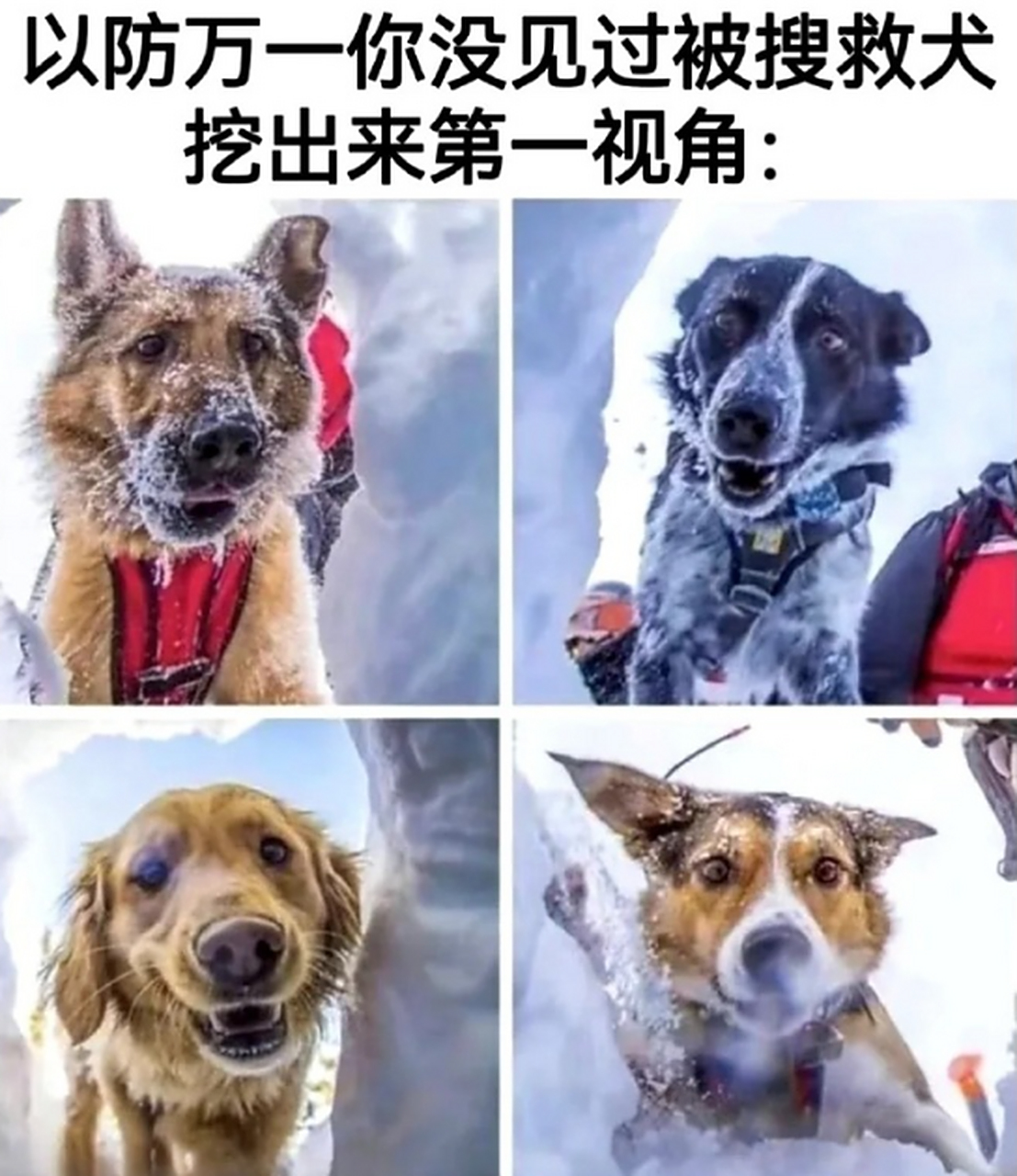 我发现,搜救犬搜救出受困人的第一视角原来是这样!
