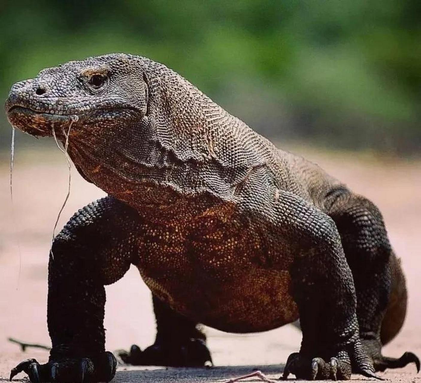 给你一把武士刀,可以单挑科莫多龙吗?