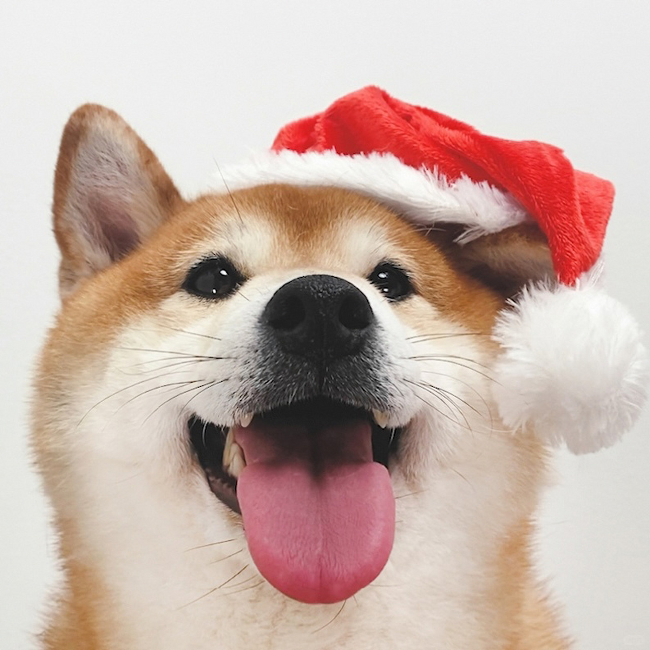 圣诞柴犬情侣头像	  戴上了一顶小帽子,感觉整个人的氛围感都来了!