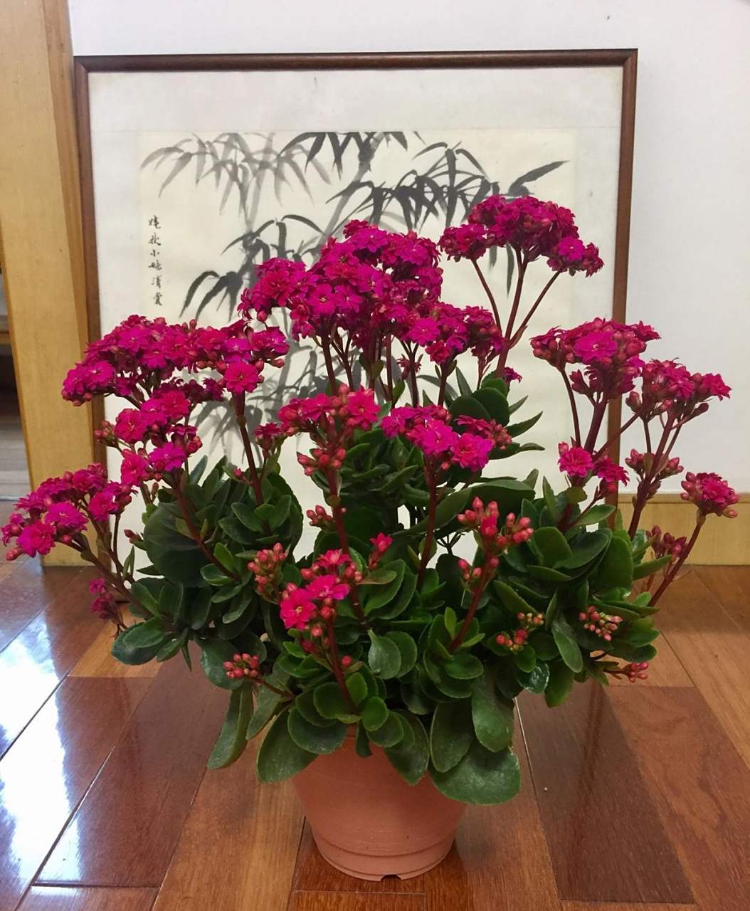 快过年了,家里可以养一盆这种花