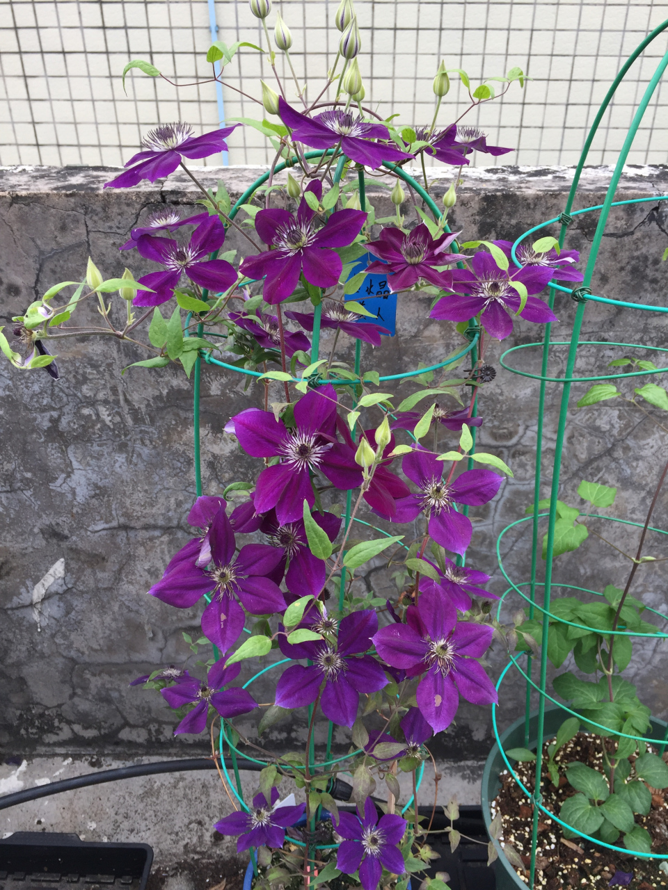 喜欢就养这款——铁线莲"紫水晶美人",f系,中小型品种,株高仅一米多