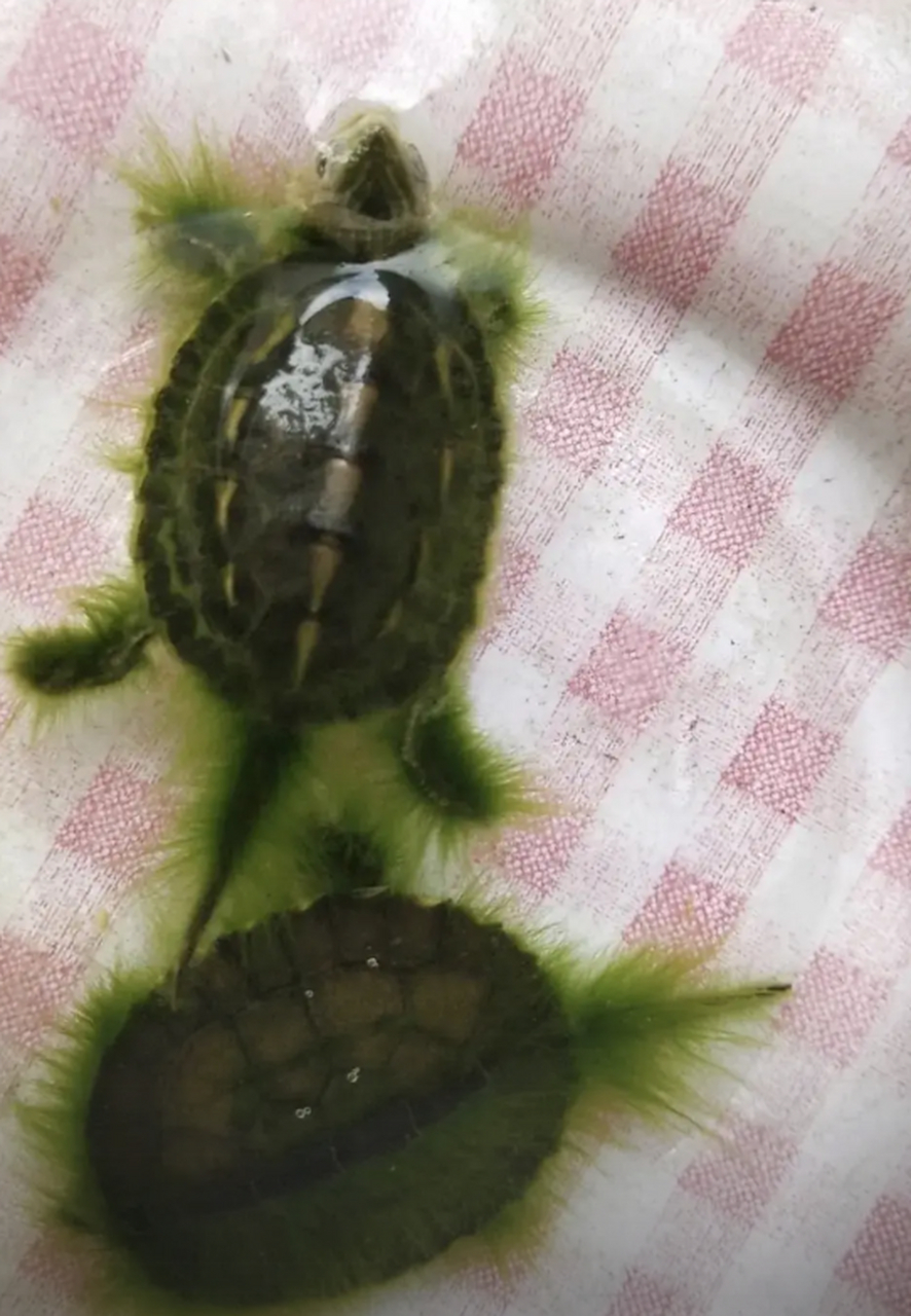 绿毛龟真的会长毛吗?不是骗我的吧[什么鬼]