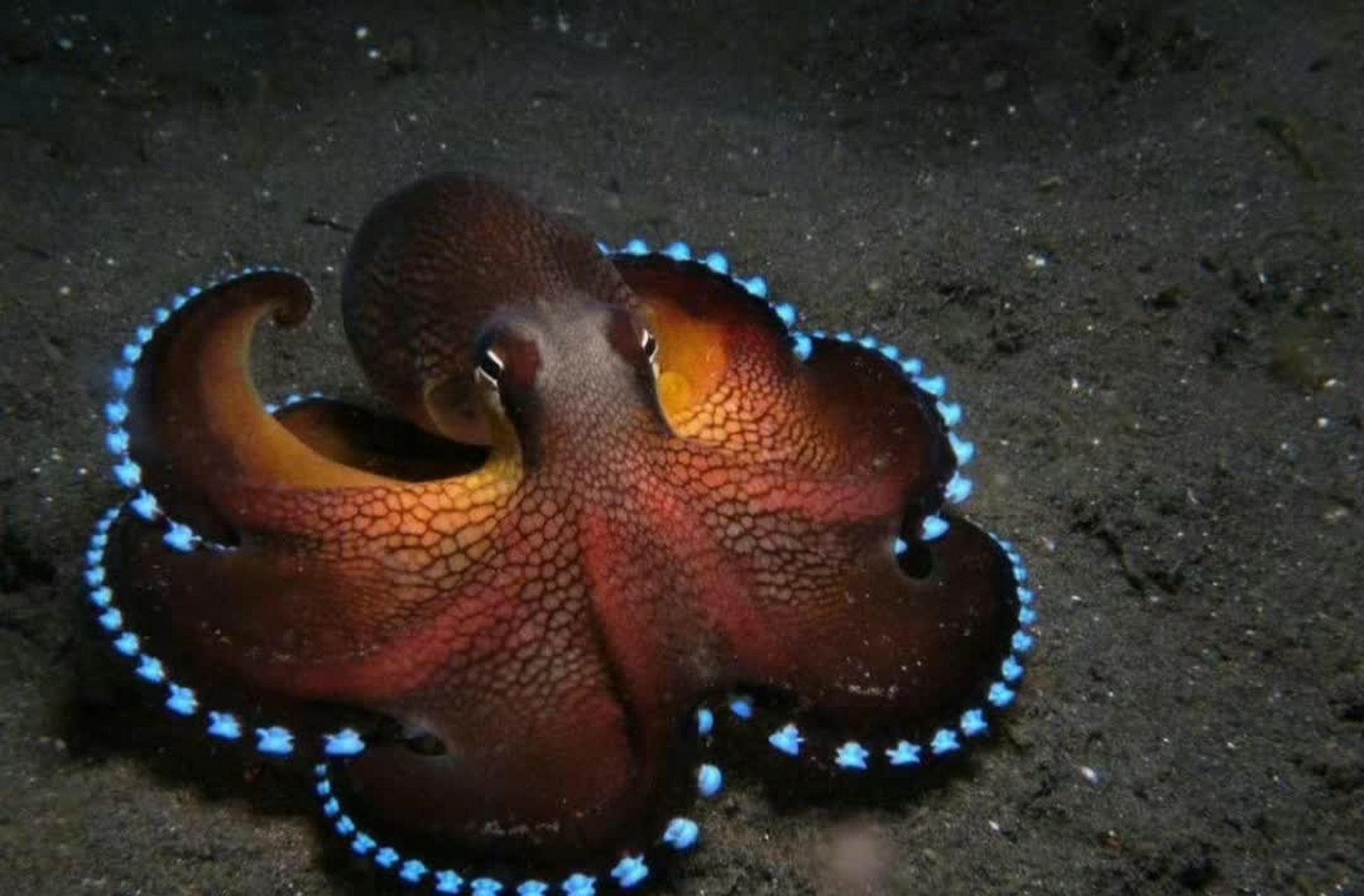 发光的椰子章鱼看起来很漂亮![大笑][大笑]#搞笑