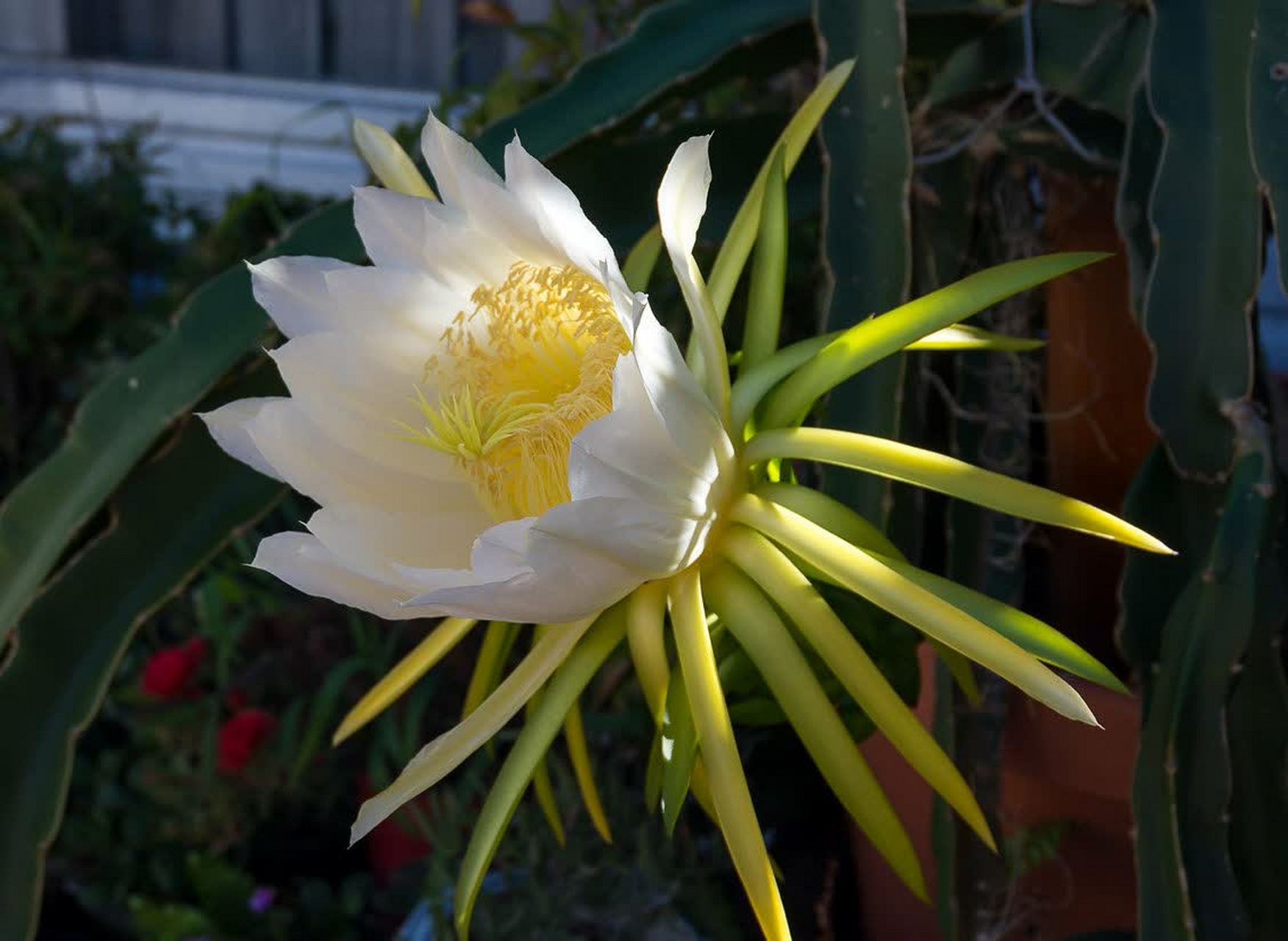 火龙果花与昙花相似,在夜间开花,约10小时开放后开始凋谢.