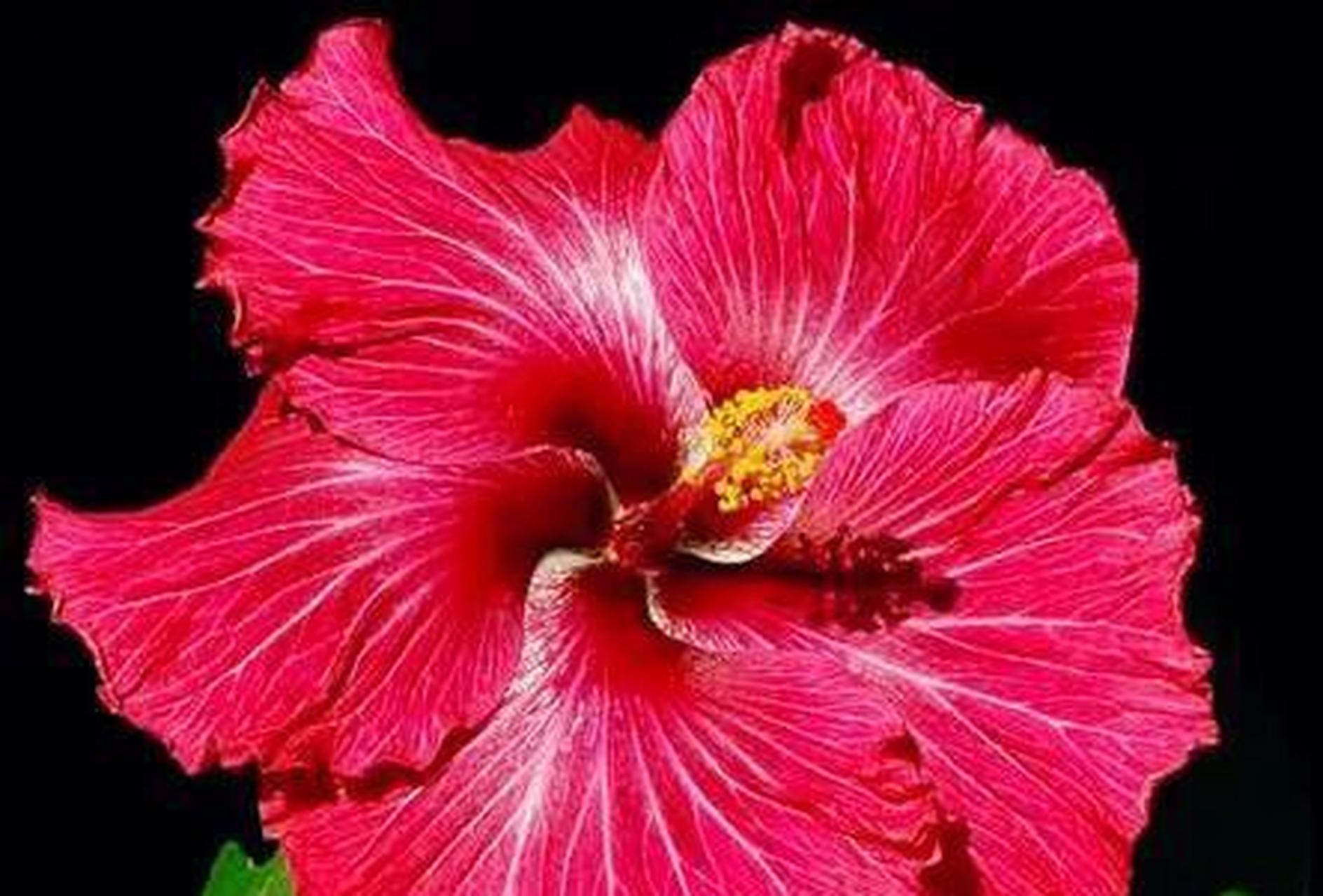 扶桑花的寓意(扶桑花的寓意bkpp)