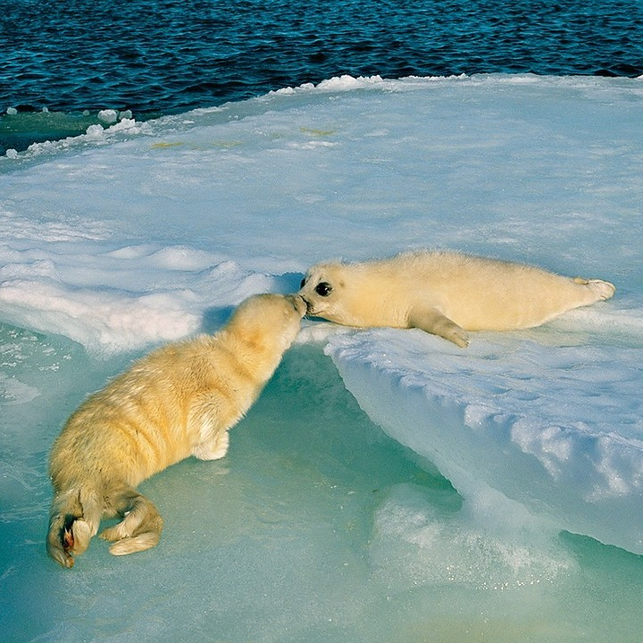 两只格陵兰海豹幼崽在加拿大圣劳伦斯湾的浮冰上相遇,它们互相嗅着