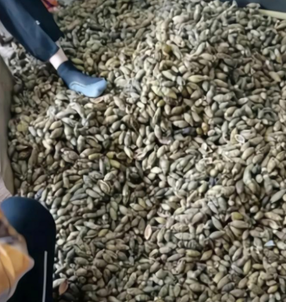 看完槟榔怎么制作的,你还想吃槟榔吗?