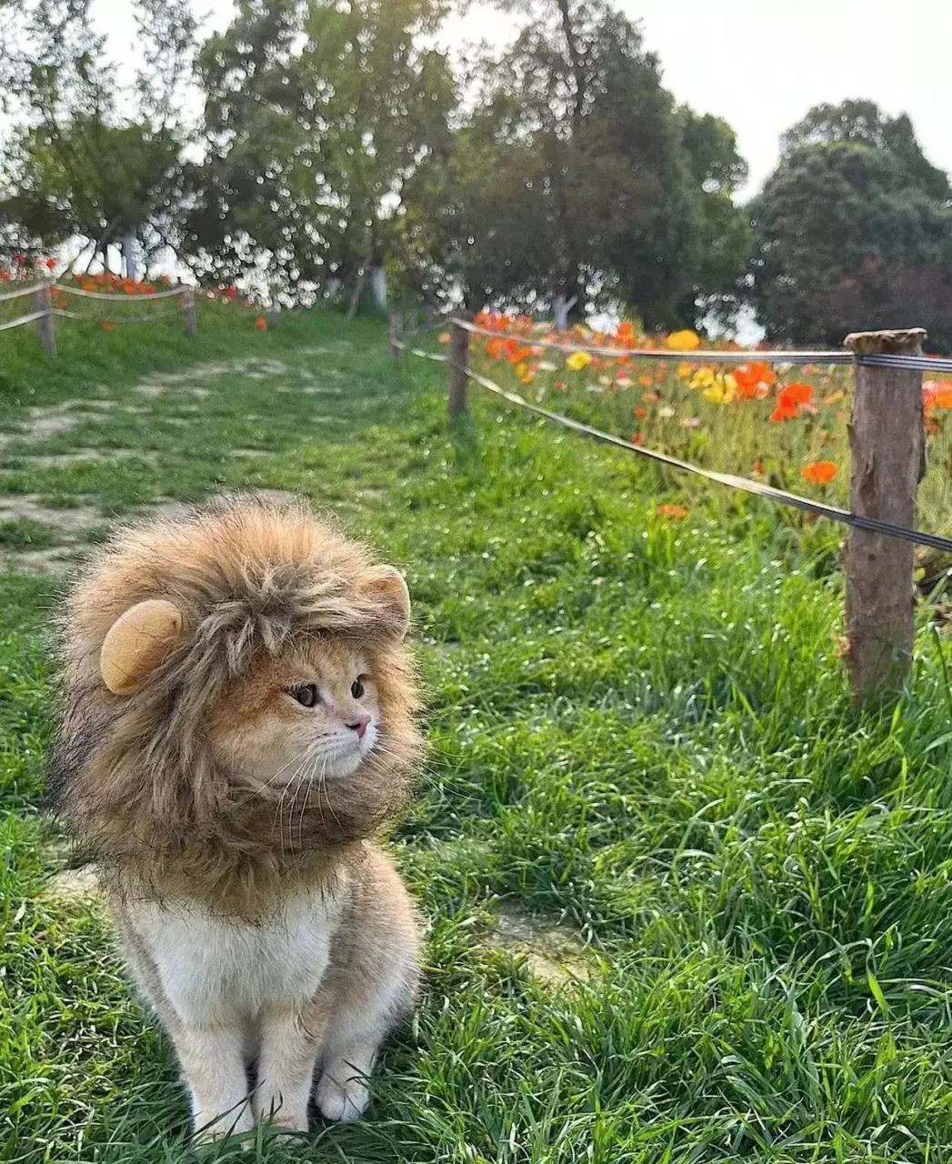 带着狮子头套的猫图片