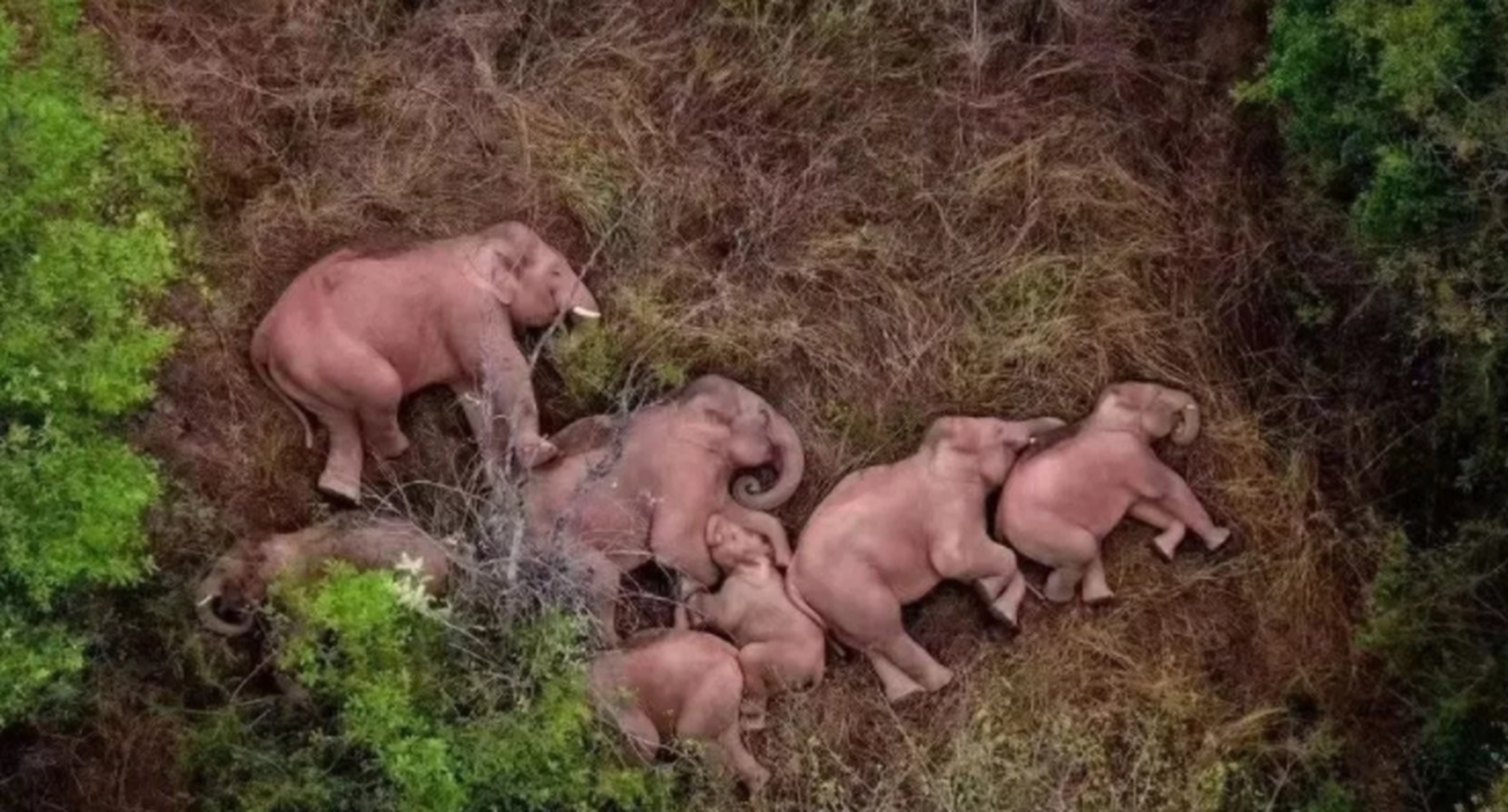 云南大象牵动着全球爱好者的眼球~ 美美的萌萌的睡姿,简直