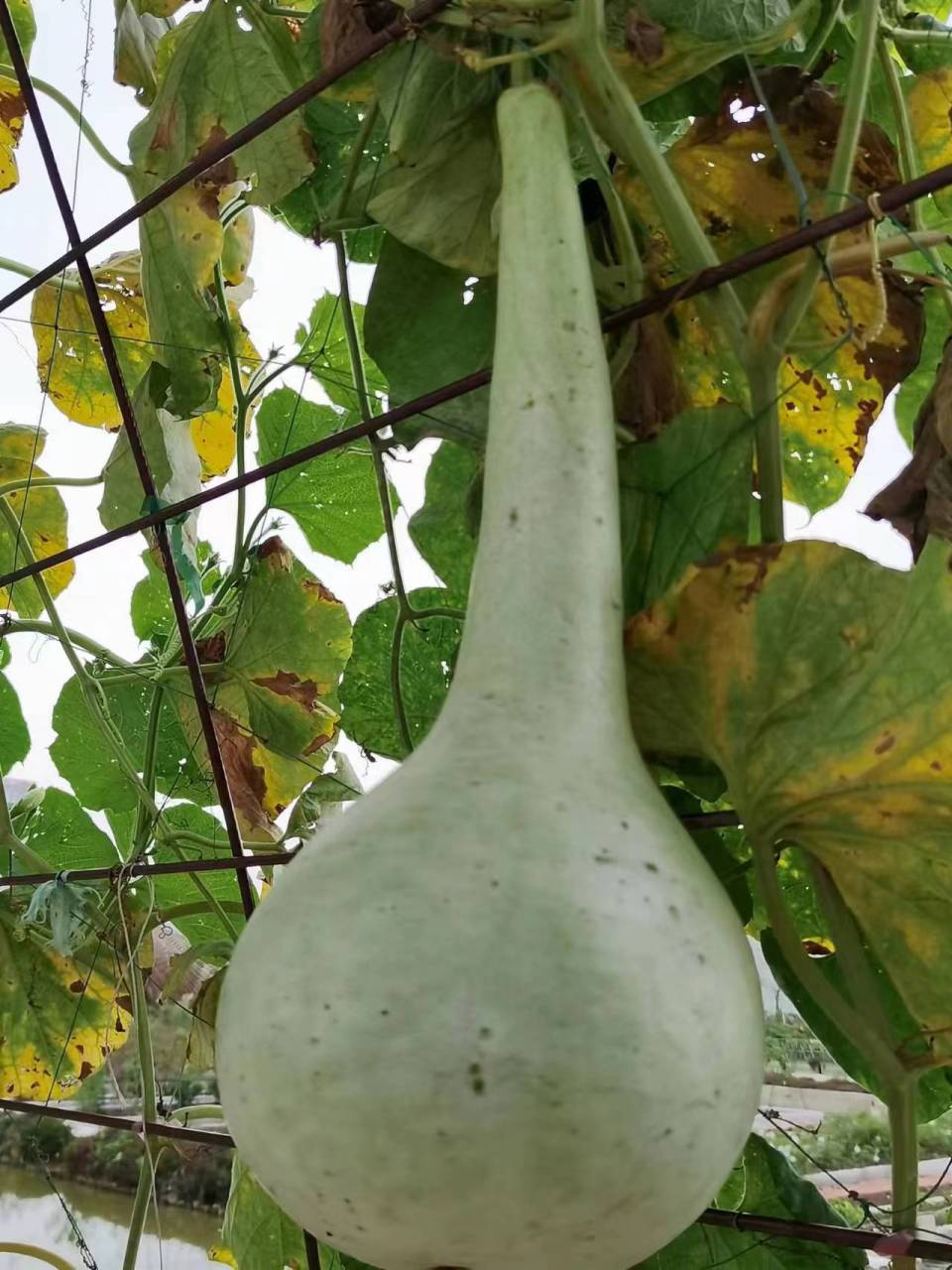 长柄葫芦是一种奇特的葫芦.嫩瓜能吃,但不能生吃,需要将其炒或炖熟.